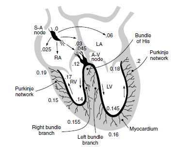 The Basic operation of the Electrocardiogram (ECG)