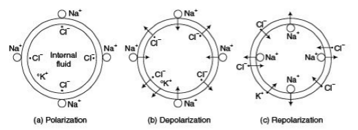 Generation of bioelectric potentials Generation of bioelectric potentials